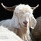 White kashmir goat from Indian highland farm