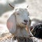White kashmir (pashmina) goat from Indian highland