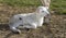 White Katahdin lamb laying below its ewe
