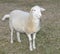 White Katahdin sheep ewe on a pasture