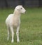 White Katahdin sheep lamb with perfect lips