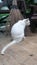 White Khaomanee cat and coconut leaf broom on cleaning sunny day