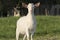 White kid with big ears on a green meadow. Breeding dairy goats