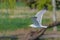 White kingfisher in flight