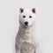 White kishu inu