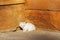 White kitten basking in the sun on a wooden doorstep