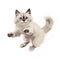 a white kitten with blue eyes is jumping in the air with its paws up and pawing at the camera with a white background with a