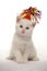 White kitten with blue eyes and a party cap on white background