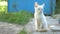 White kitten the cat outdoors slow motion video