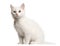 White kitten crossbreed cat, 3 months old