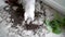 white kitten dropped a pet plant and digs its paws in the ground, damage from pets
