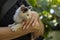 A white kitten with gray spots.