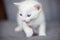 White kitten growling