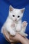 White kitten on a hand