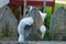 White kitten hanging on a gray wooden fence board