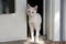 White kitten with heterochromia eyes looking out door