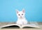 White kitten with heterochromia eyes reading book