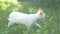 White kitten jumping in the grass slow motion video