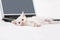 White kitten and a laptop