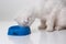 White kitten looks at empty blue bowl.