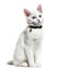 White kitten mixed-breed cat wearing a bell collar, isolated on