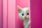 A white kitten peeks out from behind a pink wall, generative AI