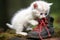 white kitten playfully biting the laces of a hiking boot