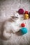 White kitten playing with colored balls of yarn