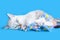 White Kitten playing with a tangled string flower decoration on a blue blanket background