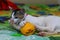 White kitten plays with ball. Adorable baby cat playing. Cute young pet plying. Kitten playing and enjoys with an orange ball.