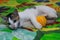 White kitten plays with ball. Adorable baby cat playing. Cute young pet plying. Kitten playing and enjoys with an orange ball.