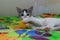 White kitten plays with ball. Adorable baby cat playing. Cute young pet plying. Kitten playing and enjoys with an orange ball.