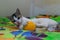 White kitten plays with ball. Adorable baby cat playing. Cute young pet plying. Kitten playing and enjoys with an orange ball.