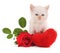White kitten and rose near the heart.