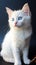 White kitten\\\'s charm enhanced by its mesmerizing blue-eyed gaze.