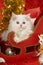 White kitten in a santa sledge with decoration