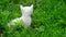 White kitten shivering from cold in grass