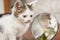 The white kitten sits near the mirror. In the mirror is displayed small kitten_