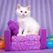 White kitten sitting on a small sofa purple background