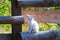 White kitten sitting on a wooden fence