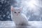 White Kitten in Snow Scene