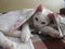 White kitten under covering of table cloth