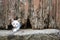 White kitten under old wooden door hole