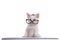 White kitten wearing glasses at a computer keyboard