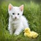 White Kitten With Yellow Duckling