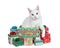 White kitten with yellow right eye and blue left eye popping out of Christmas Presents, isolated