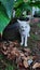 A white kitty with different colour of eyes heterochromia