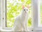 White kitty with heterochromia iridum is sitting in a window