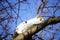 White kitty play on a tree against a blue sky. Cat climbs on dry bare branches