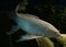 White koi fish long Tail